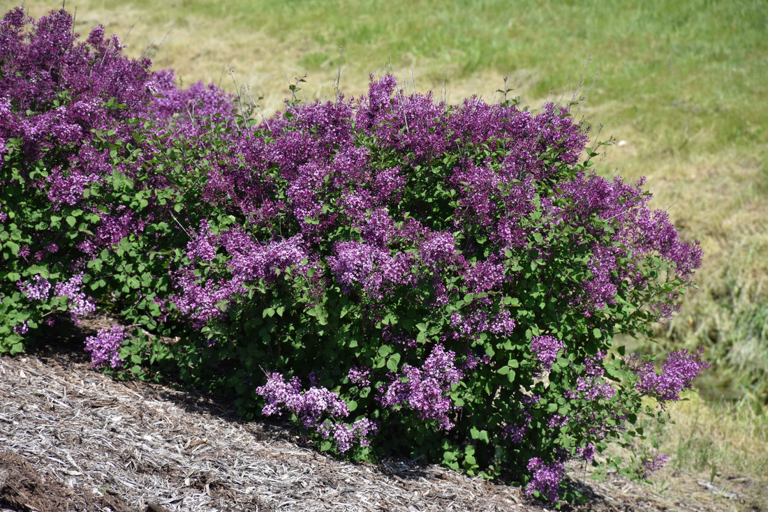 Bloomerang® Dark Purple Lilac (Syringa x &