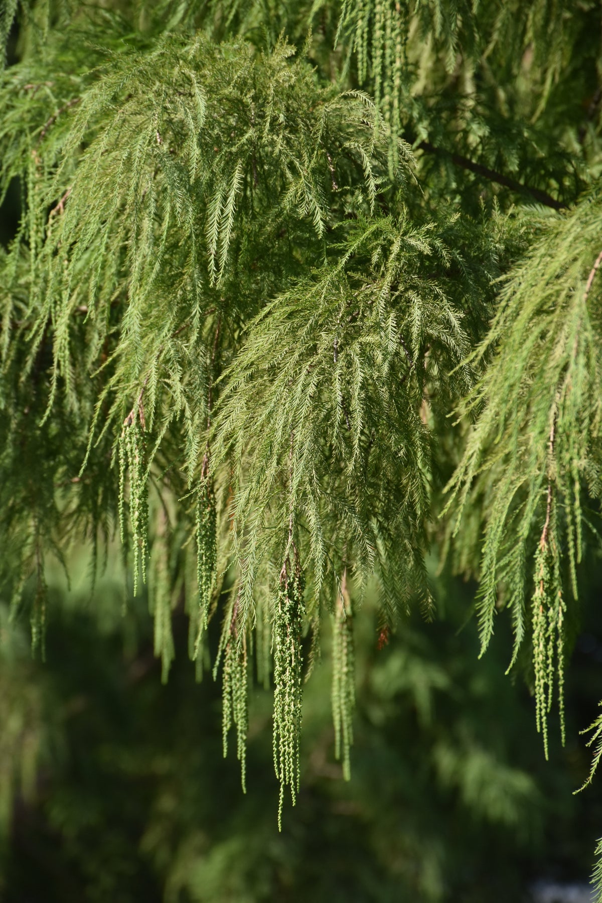 Shawnee Brave™ Baldcypress (Taxodium distichum &