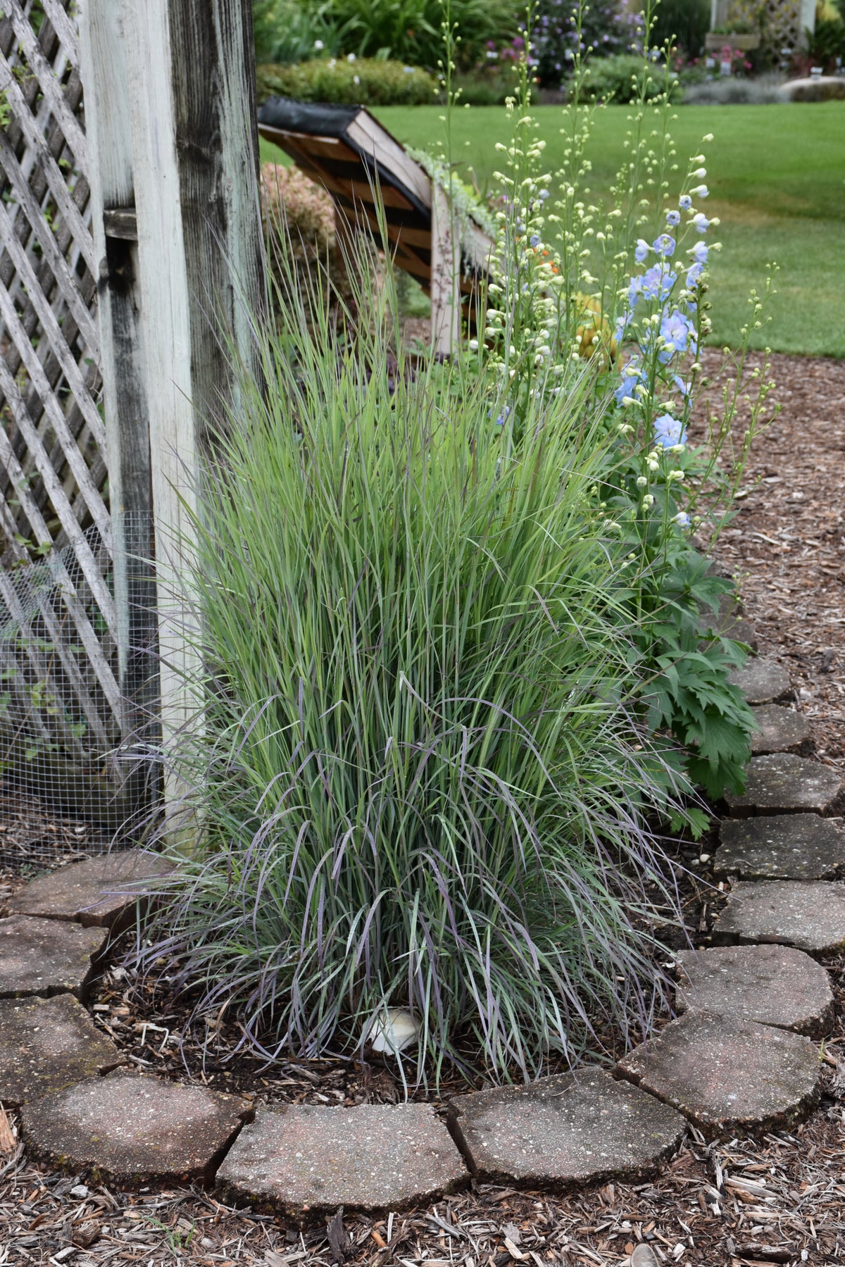 Twilight Zone Little Bluestem (Schizachyrium limonium &