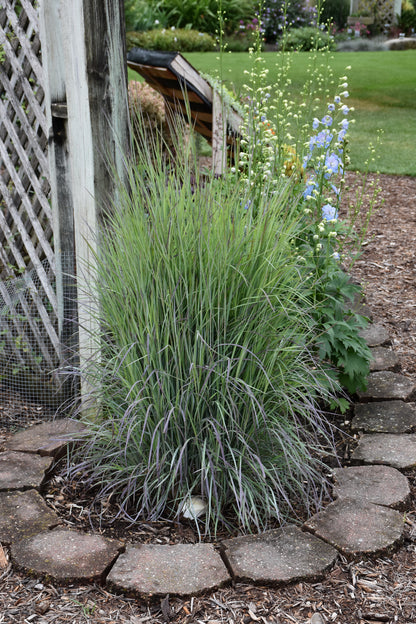 Twilight Zone Little Bluestem (Schizachyrium limonium &