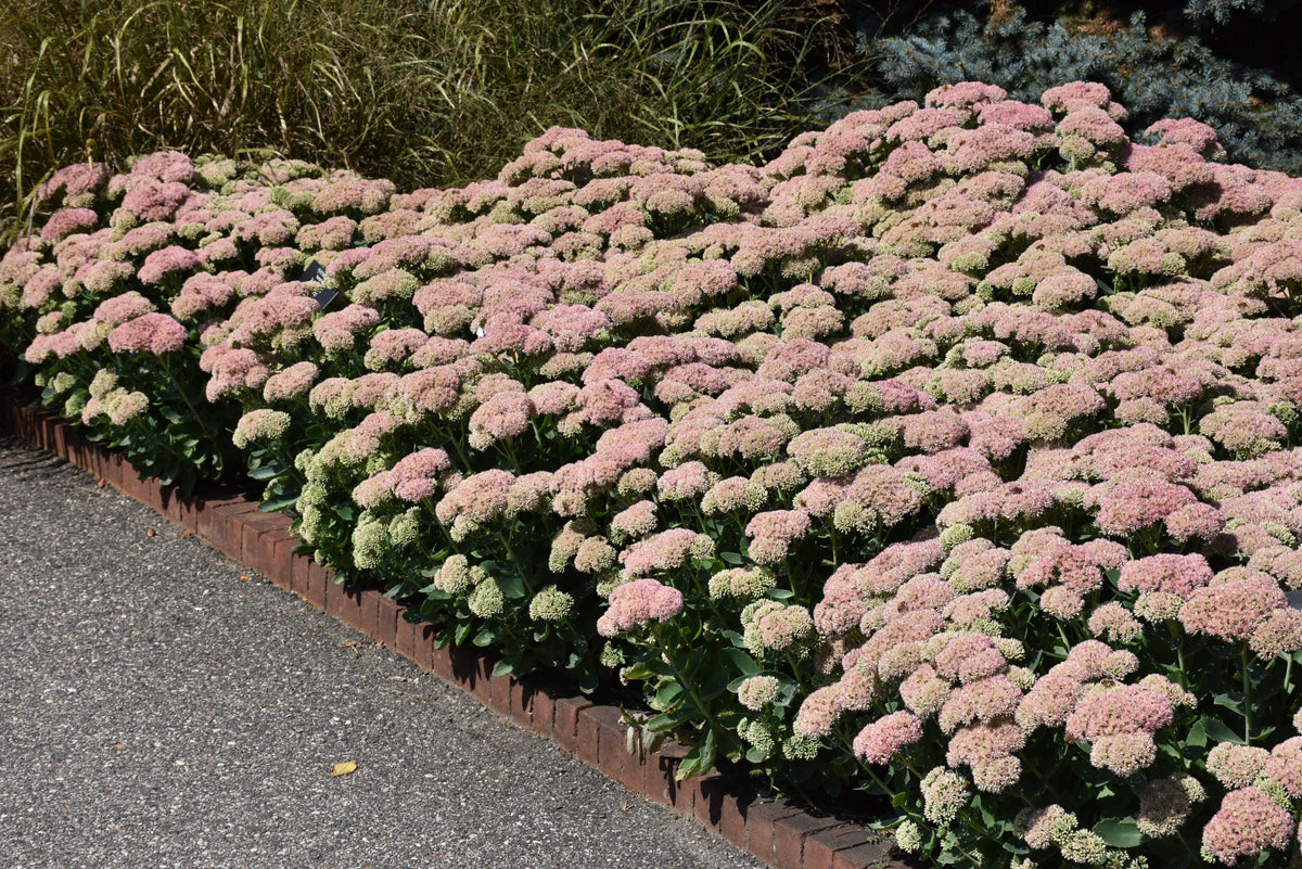 Autumn Joy Stonecrop (Sedum &