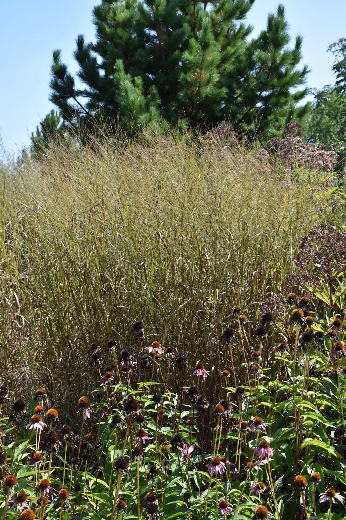 Heavy Metal Switch Grass (Panicum virgatum &