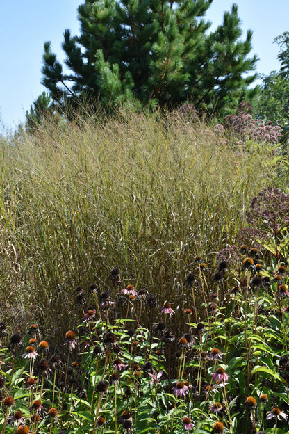 Heavy Metal Switch Grass (Panicum virgatum &