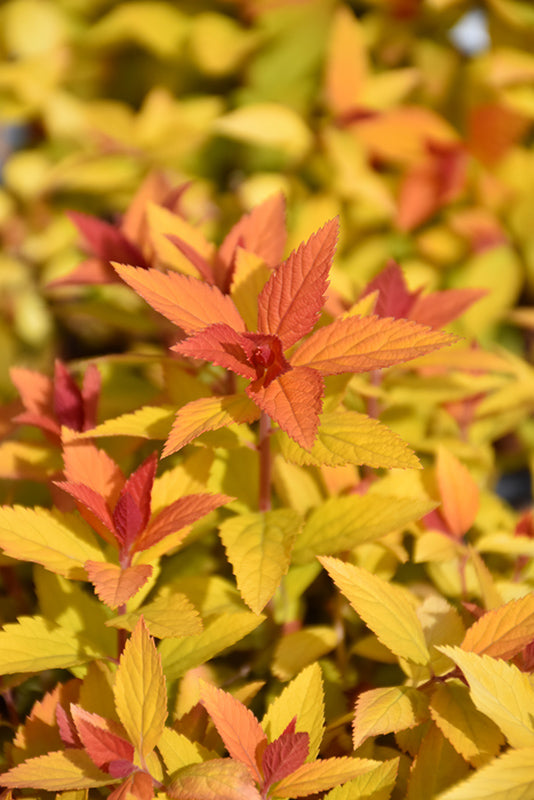 Double Play® Candy Corn® Spirea (SPIRAEA JAP. DBL PLAY CANDY CORN) - 2 gallon