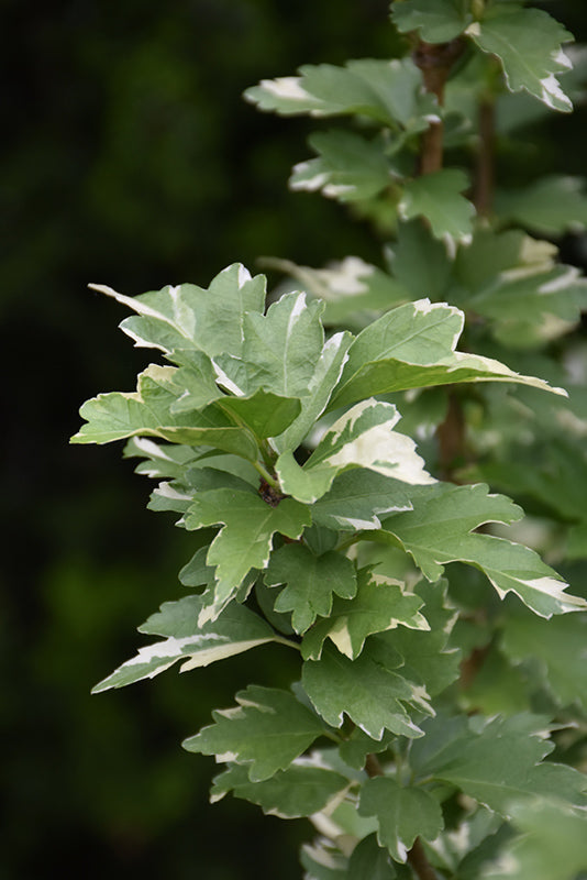 Sugar Tip® Rose of Sharon (Hibiscus syriacus &