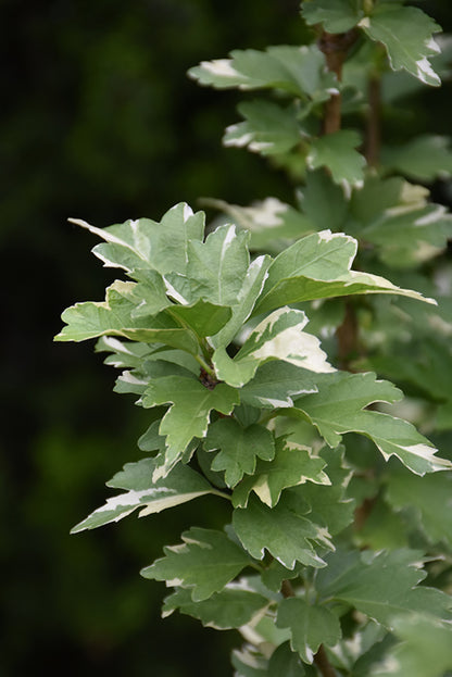Sugar Tip® Rose of Sharon (Hibiscus syriacus &