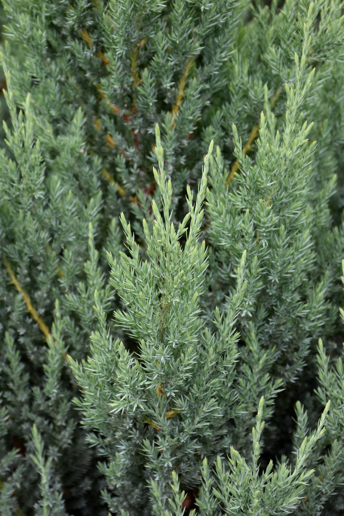 Close-up of a dense evergreen blue point juniper shrub with narrow, needle-like foliage in a muted blue-green color.