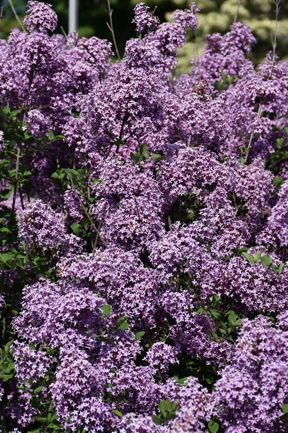 Bloomerang® Dark Purple Lilac (Syringa x &