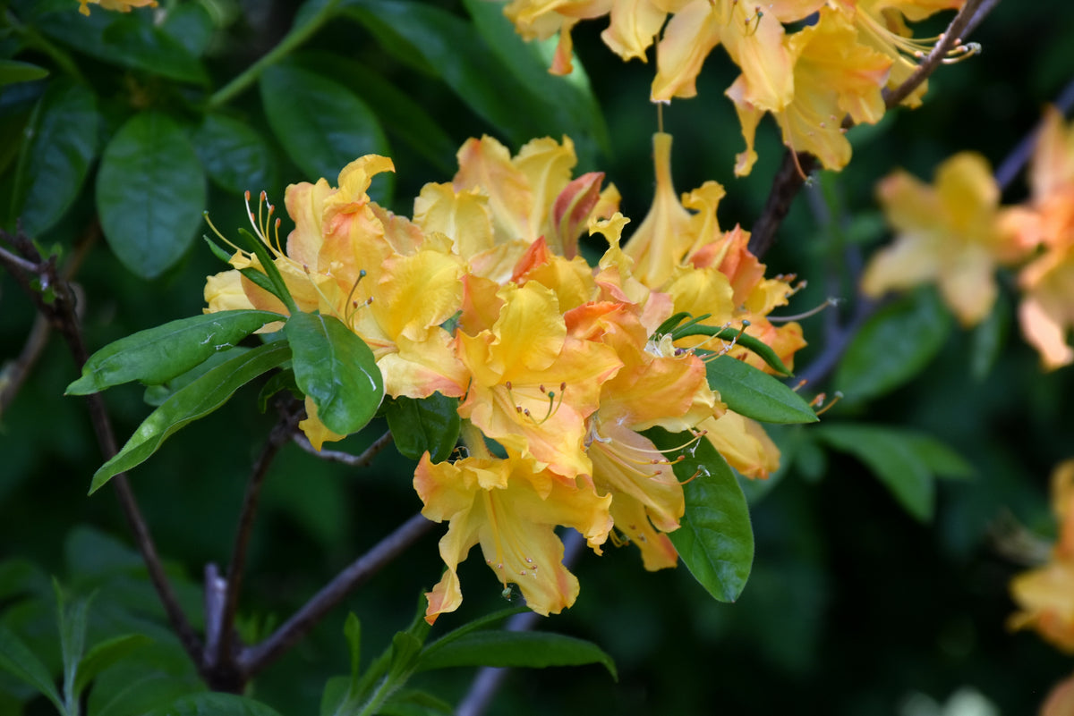 Golden Lights Azalea (Azalea &