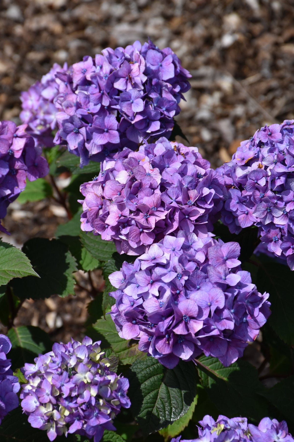 BloomStruck® Hydrangea (Hydrangea macrophylla &