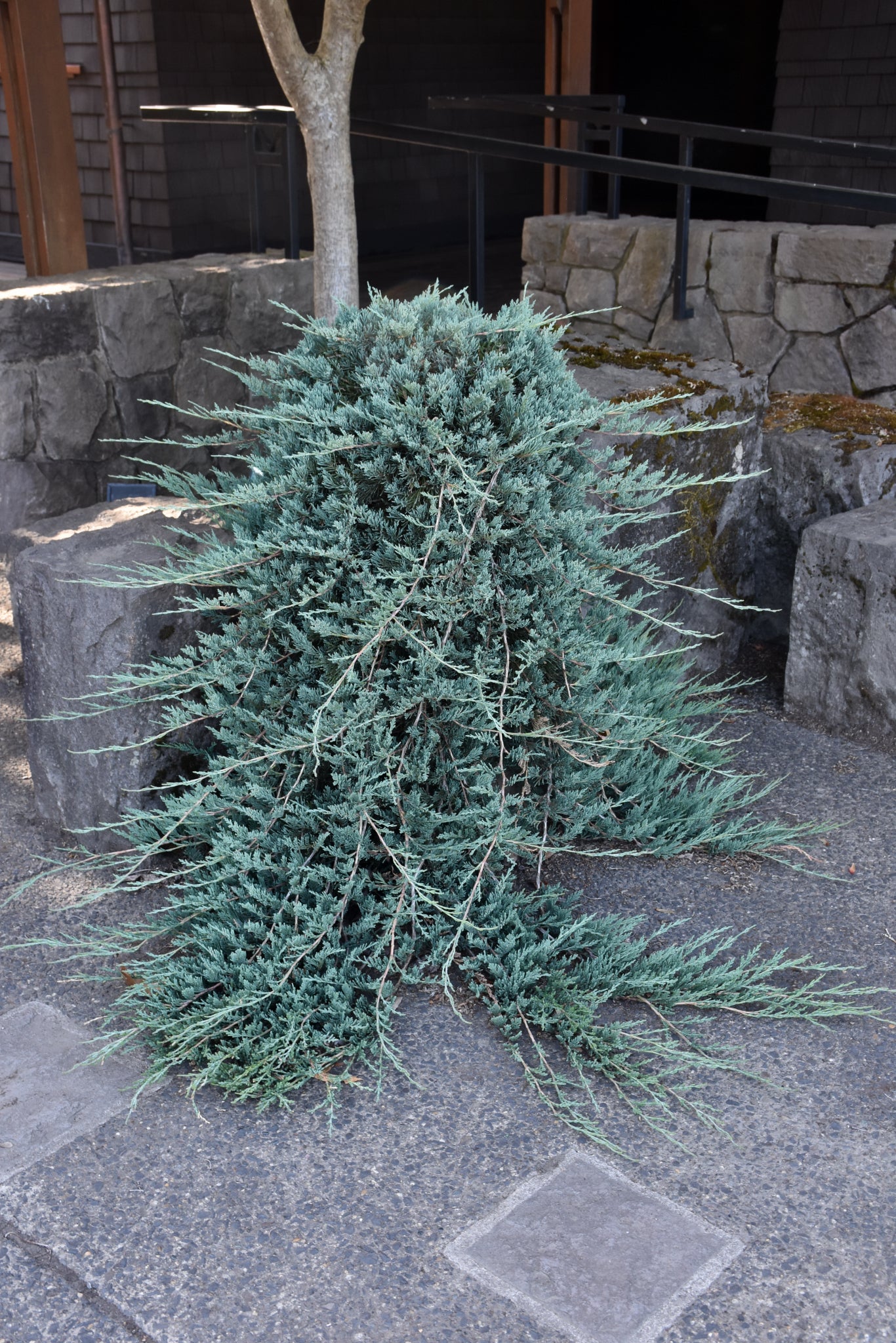 Blue Rug Juniper (Juniperus horizontalis &