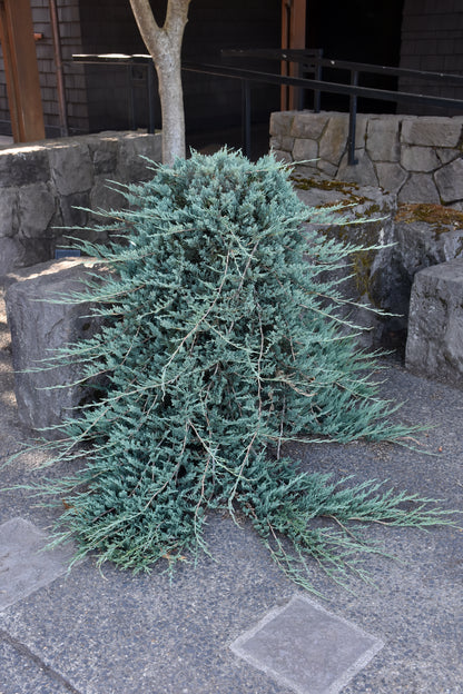 Blue Rug Juniper (Juniperus horizontalis &