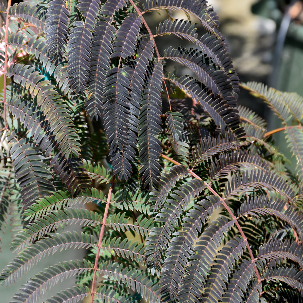 Chocolate Fountain® Weeping Mimosa (Albizia julibrissin ‘Chocolate Fountain” (NCAJ1)) - 5 gallon