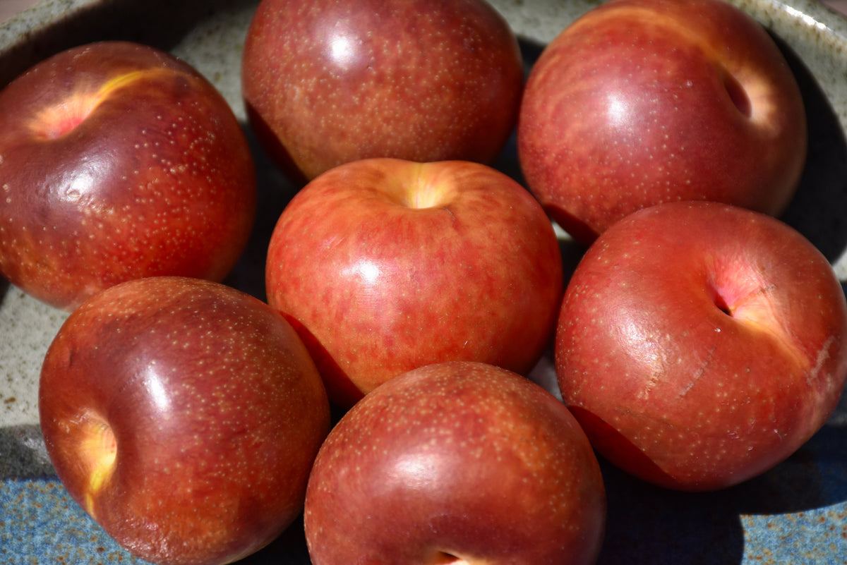 Burbank Plum Tree (Prunus salicina &