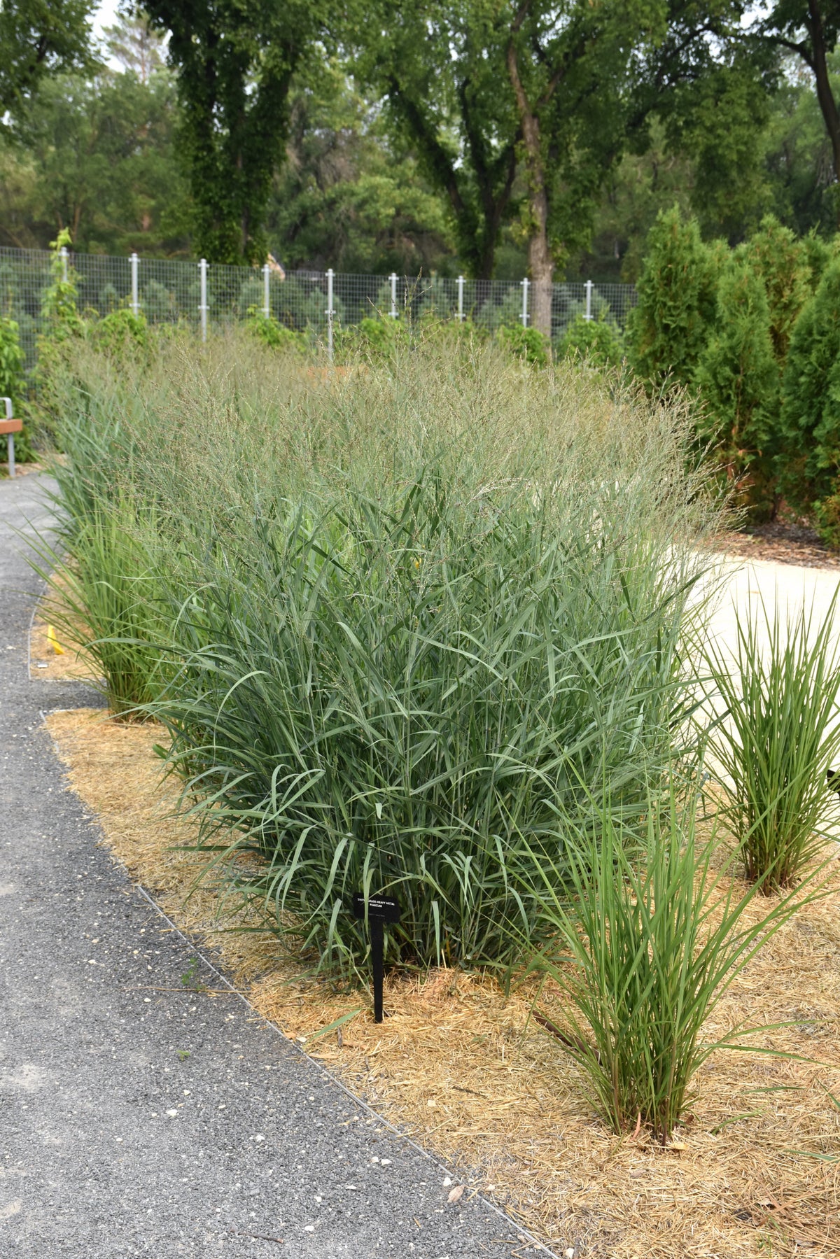 Heavy Metal Switch Grass (Panicum virgatum &