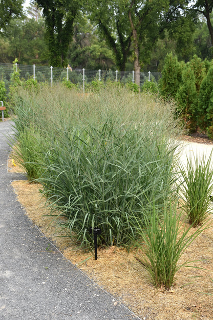 Heavy Metal Switch Grass (Panicum virgatum &