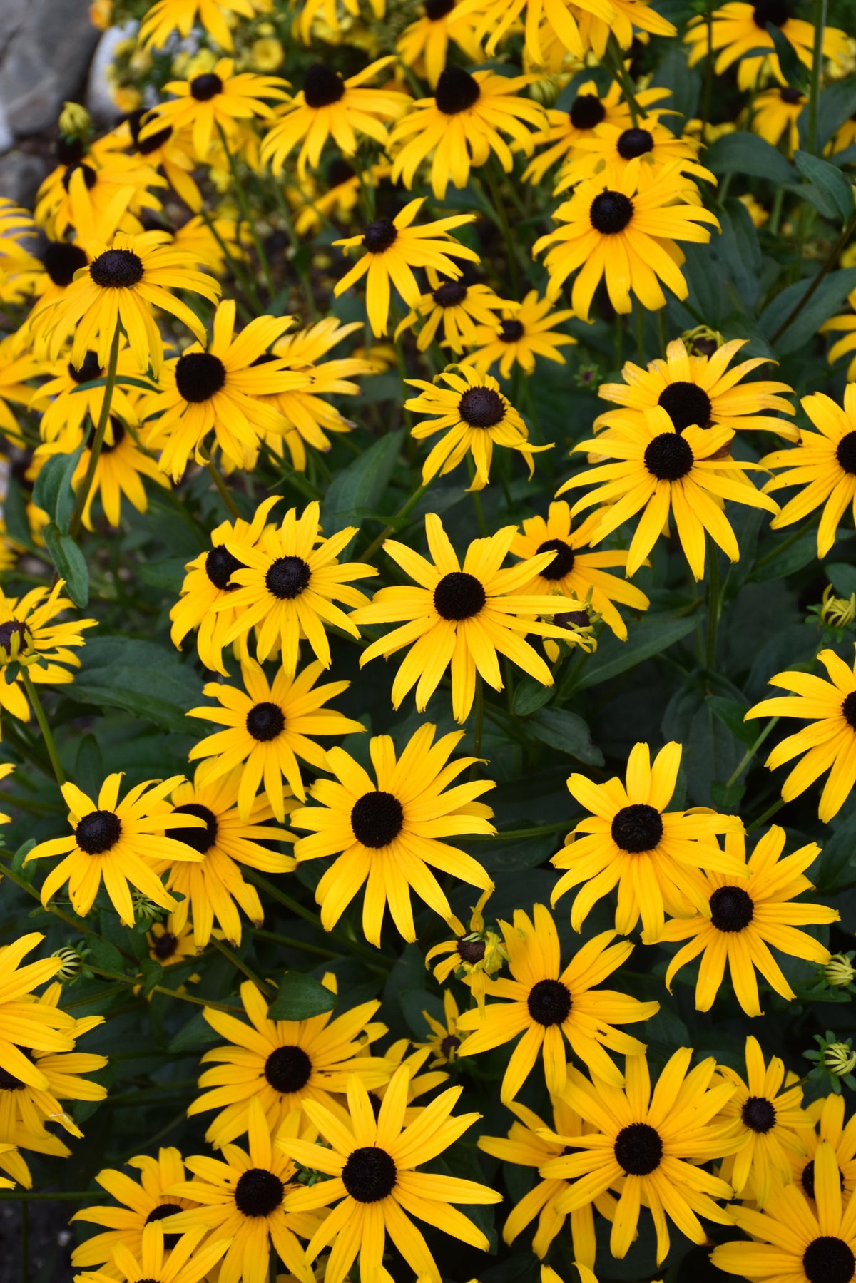 American Gold Rush Black-Eyed Susan (Rudbeckia x &