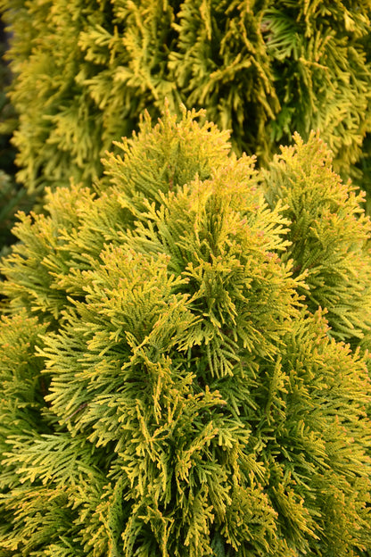 Jantar arborvitae (Thuja occidentalis &