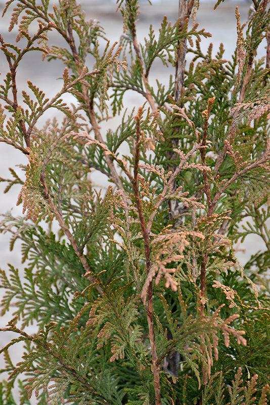 Northern Spire Western Arborvitae (THUJA PLICATA NORTHERN SPIRE) - 2 gallon 15&quot;