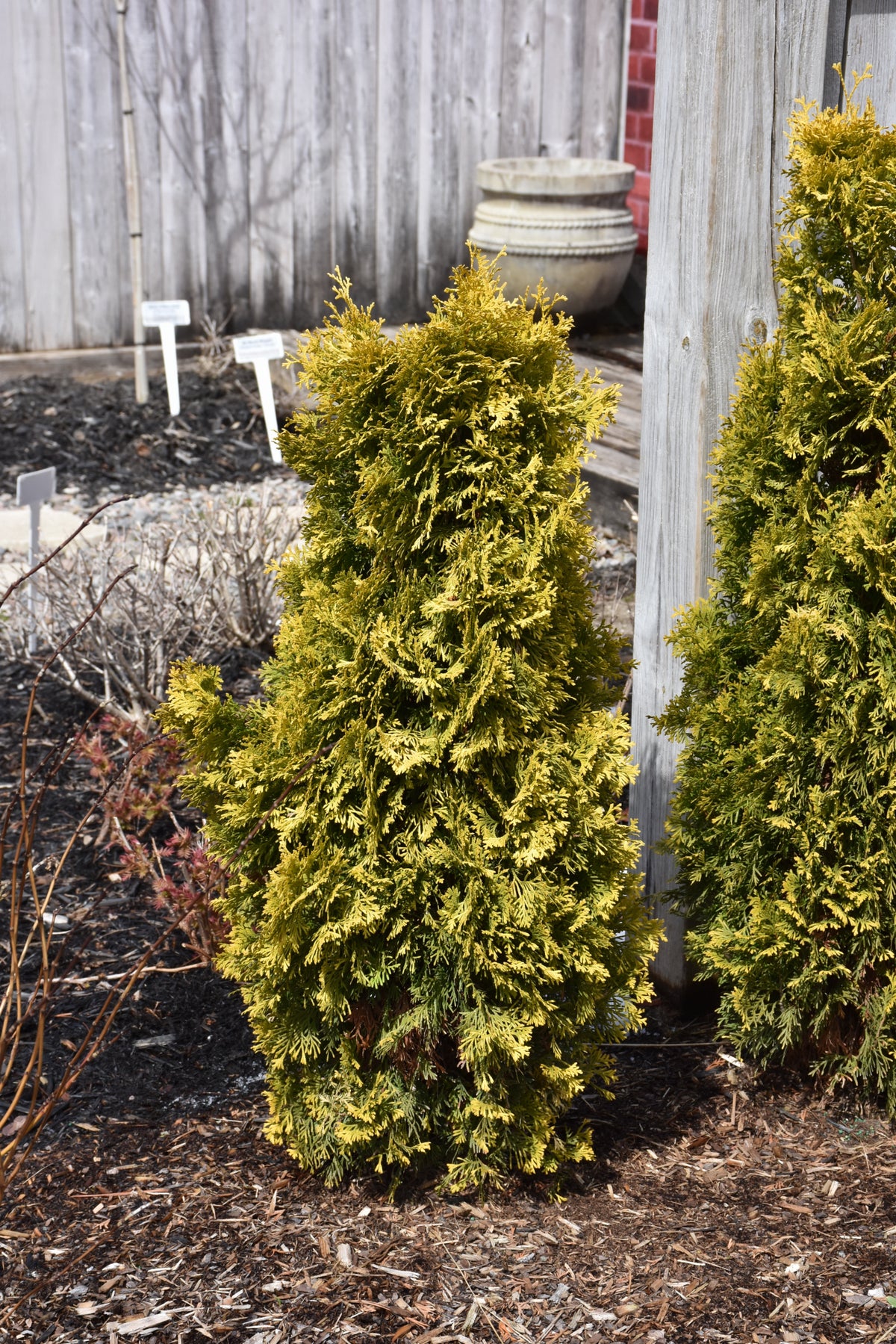 Jantar arborvitae (Thuja occidentalis &