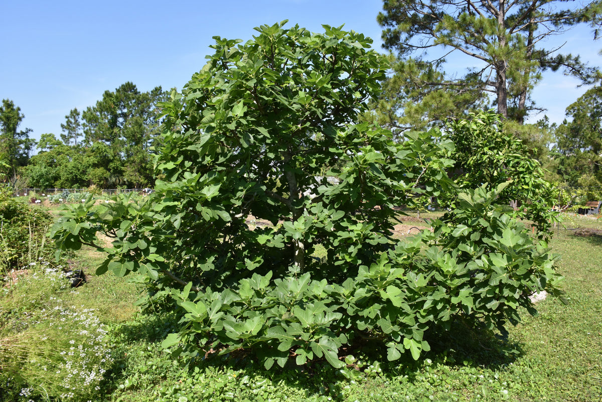 Brown Turkey Fig (Ficus brown &