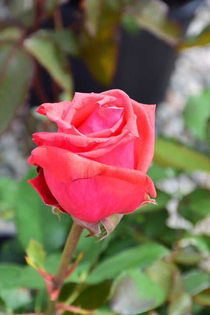 Fragrant Cloud Hybrid Tea Rose (Rosa &