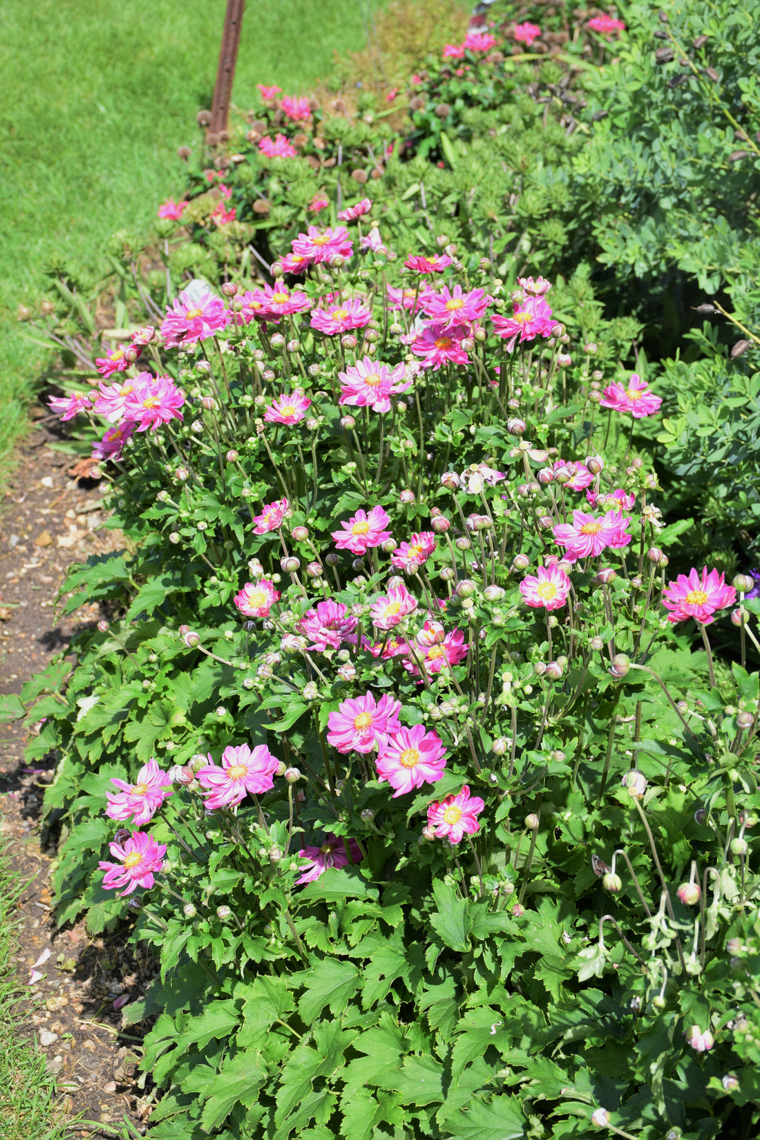 Curtain Call Pink Japanese Anemone (Anemone &