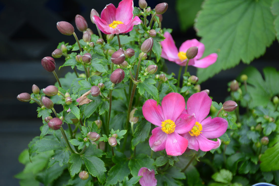 Curtain Call Pink Japanese Anemone (Anemone &