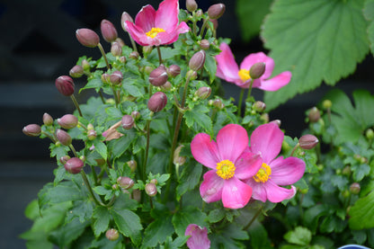Curtain Call Pink Japanese Anemone (Anemone &