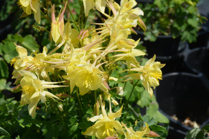 Kirigami™ Yellow Columbine (Aquilegia &