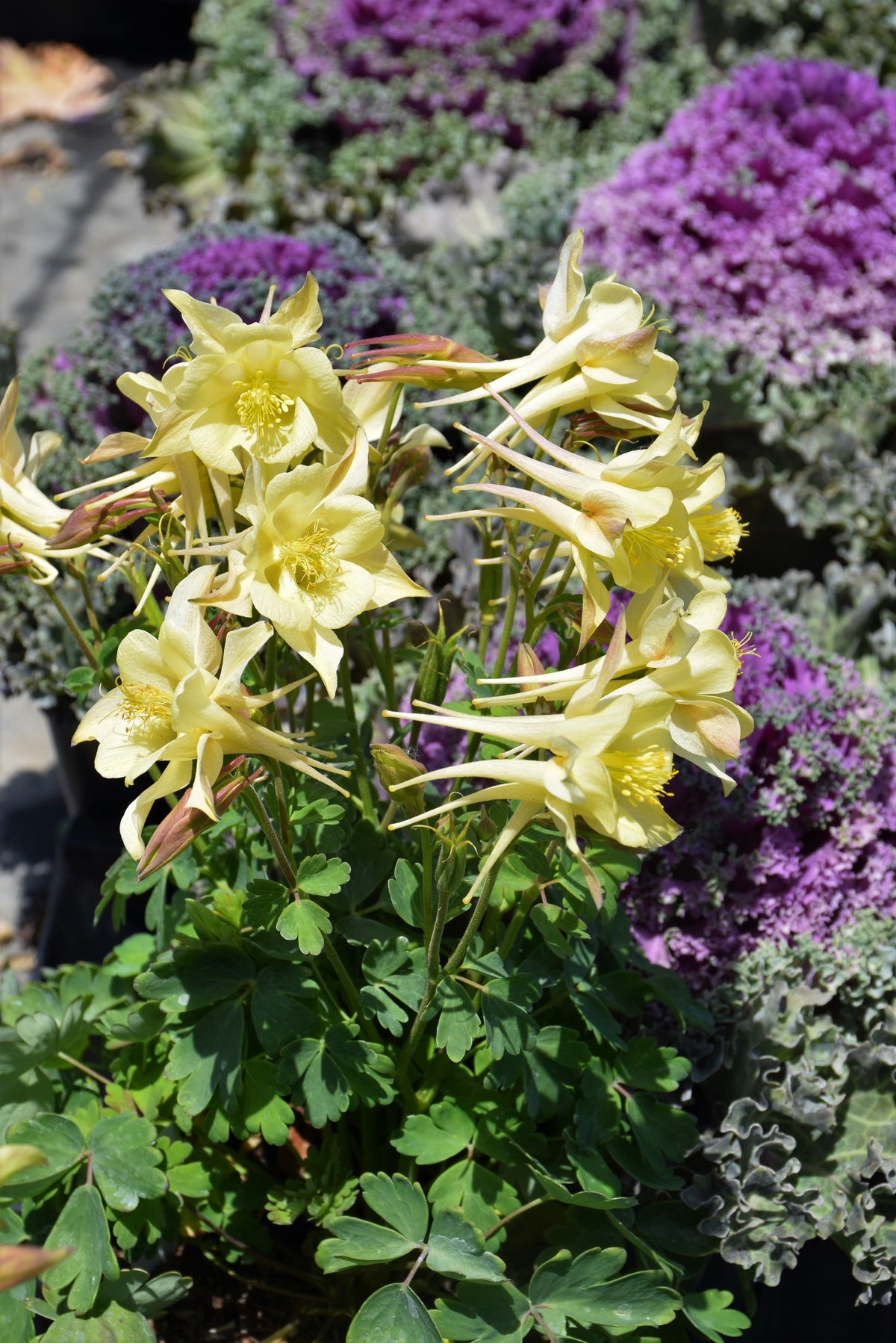 Kirigami™ Yellow Columbine (Aquilegia &