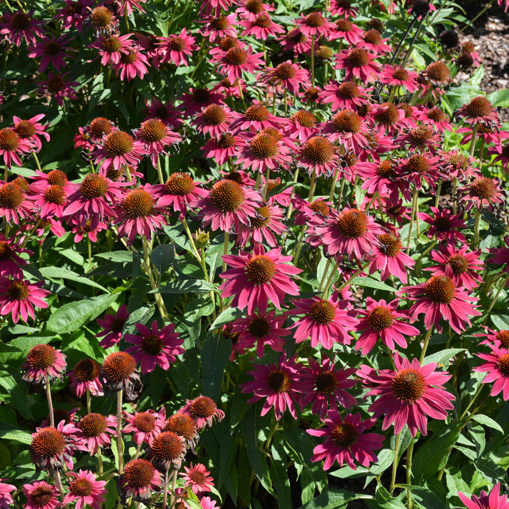 ECHINACEA &