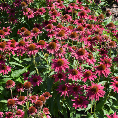 ECHINACEA &