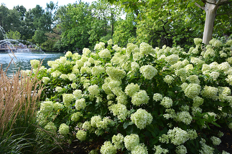 Little Lime® Panicle Hydrangea (Hydrangea paniculata &