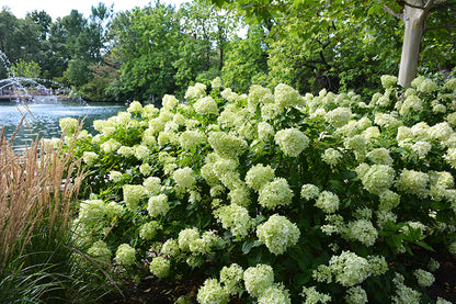 Little Lime® Panicle Hydrangea (Hydrangea paniculata &