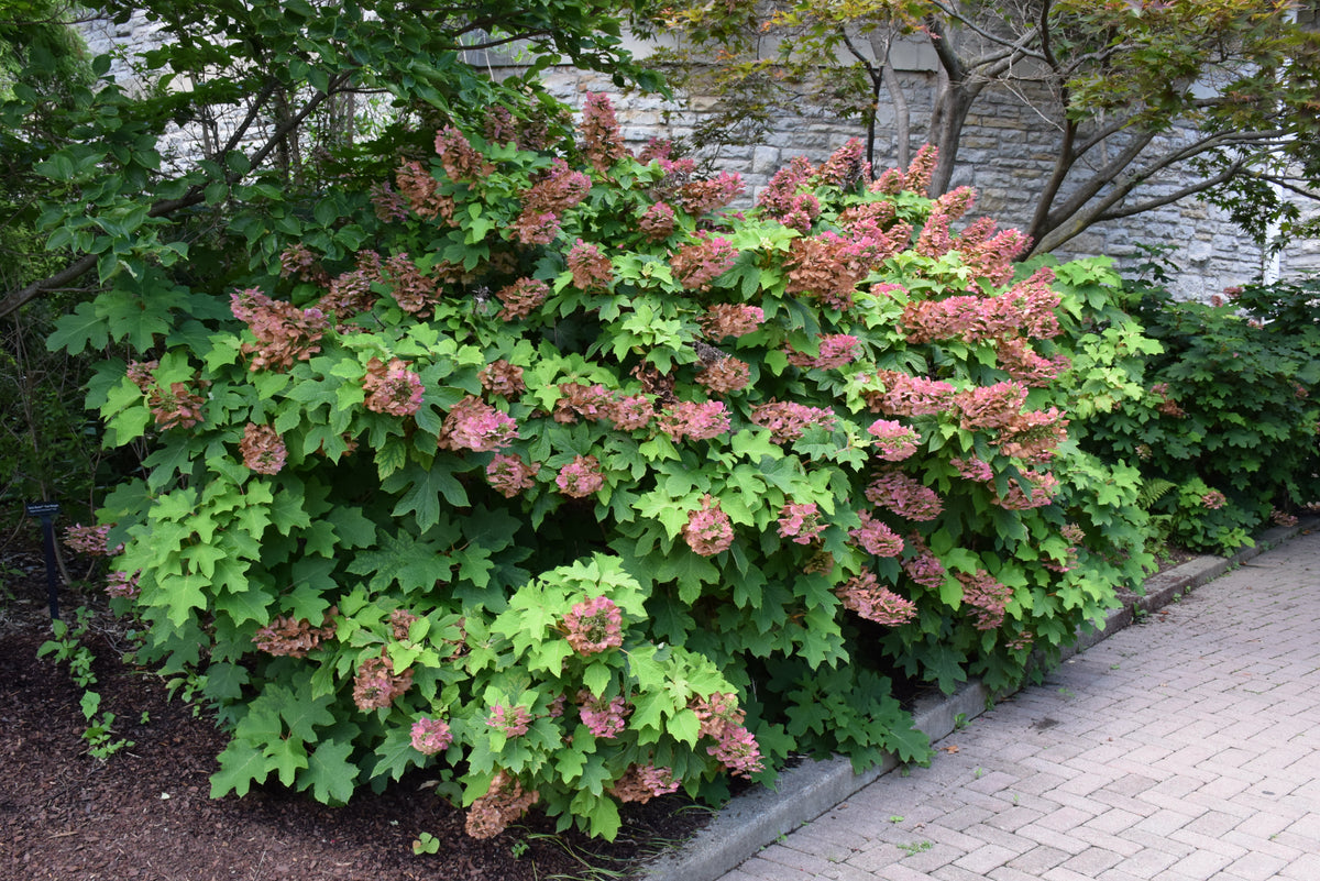 Ruby Slippers Oakleaf Hydrangea (Hydrangea quercifolia &