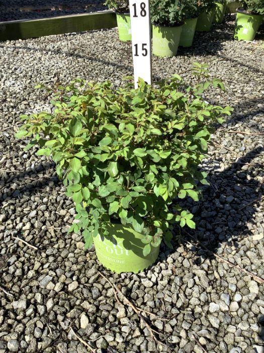 Easy Bee-zy™ Knock Out® Rose (Rosa K.O &