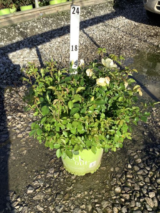 Easy Bee-zy™ Knock Out® Rose (Rosa K.O &