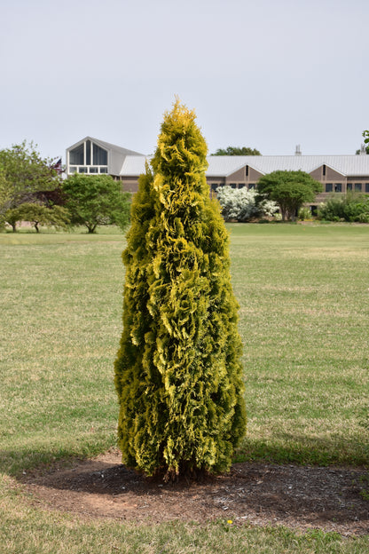 Jantar arborvitae (Thuja occidentalis &