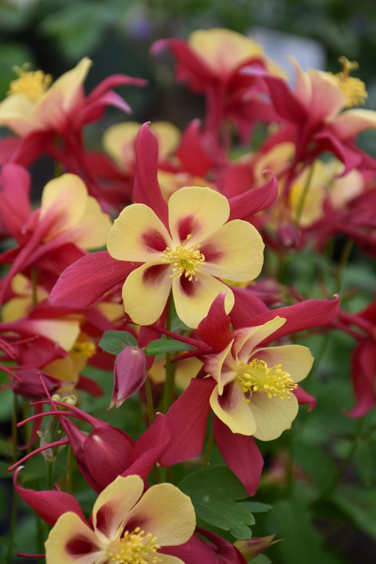 EarlyBird™ Red Yellow Columbine (Aquilegia &