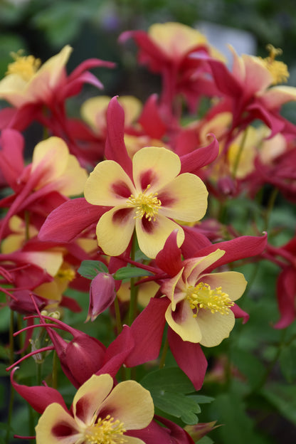 EarlyBird™ Red Yellow Columbine (Aquilegia &