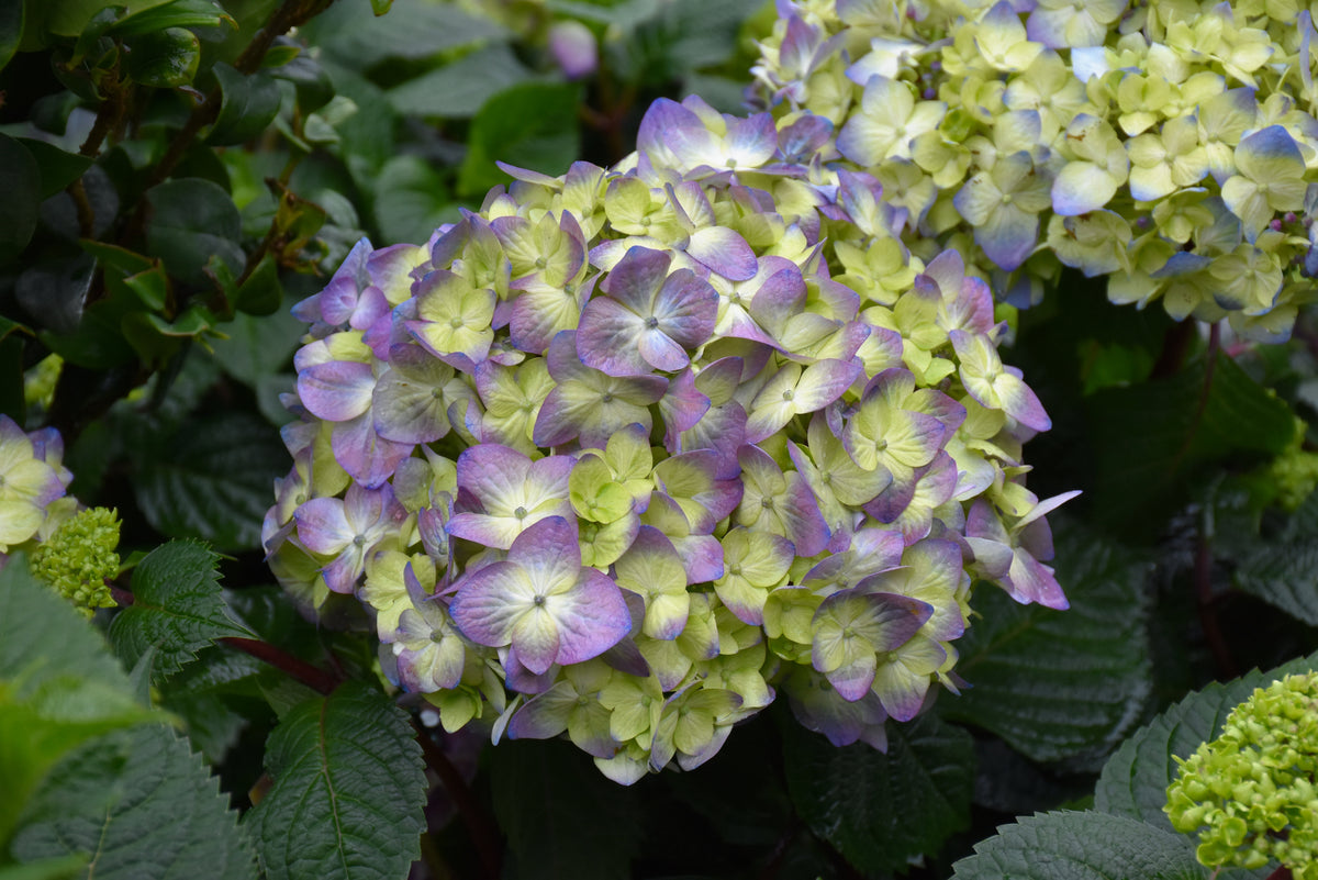 BloomStruck® Hydrangea (Hydrangea macrophylla &