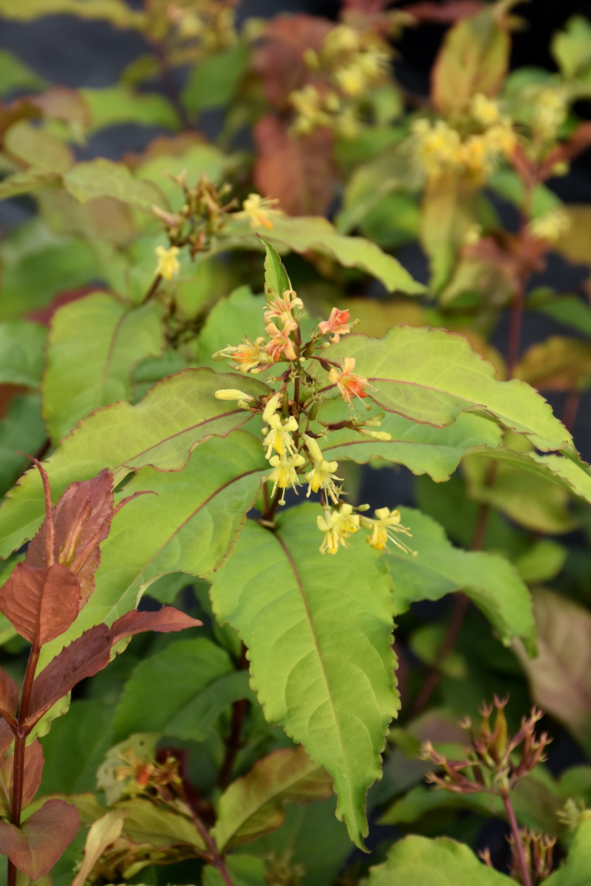 Kodiak Fresh® Honeysuckle (Diervilla sessilifolia &
