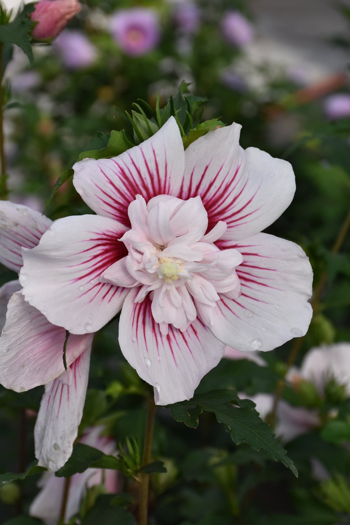Starblast CHIFFON® Rose of Sharon (Hibiscus syriacus Starblast Chiffon®) - 3 gallon 18"