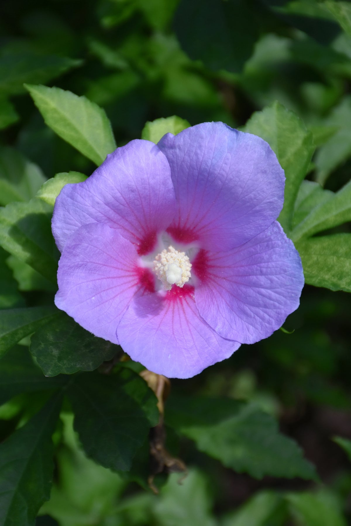 Paraplu Adorned® Rose of Sharon (Hibiscus syriacus &