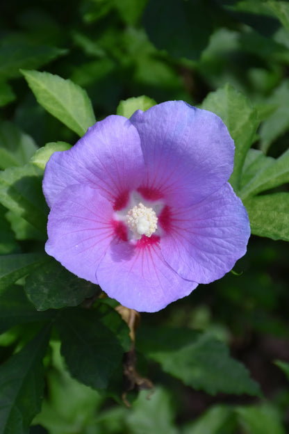 Paraplu Adorned® Rose of Sharon (Hibiscus syriacus &