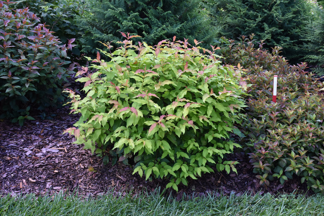 Kodiak Fresh® Honeysuckle (Diervilla sessilifolia &