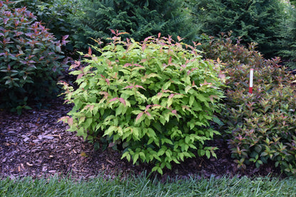 Kodiak Fresh® Honeysuckle (Diervilla sessilifolia &