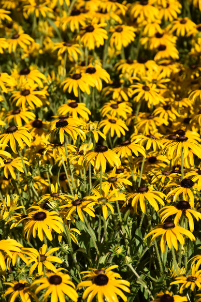 American Gold Rush Black-Eyed Susan (Rudbeckia x &