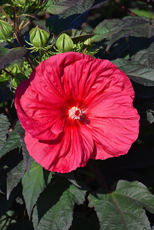 Mars Madness Rose Mallow (Hibiscus mars &